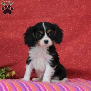 Chocolate Swirl, Cavalier King Charles Spaniel Puppy